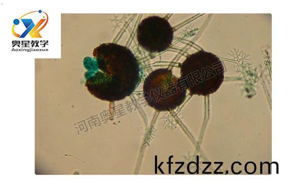 槐(huai)白(bai)粉