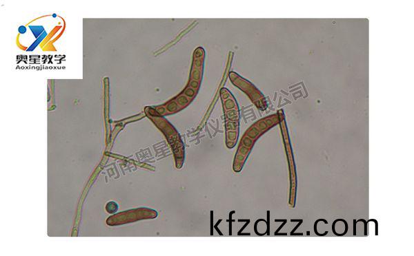 玉(yu)米(mi)小(xiao)班(ban)