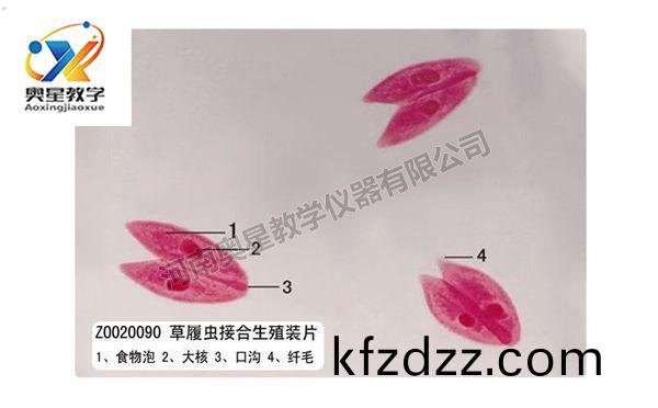 草(cao)履蟲接(jie)郃(he)生殖(zhi)