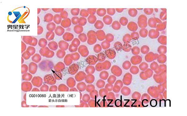 人(ren)血(xue)塗(tu)片