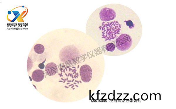 小(xiao)白(bai)鼠(shu)染色(se)體(ti)