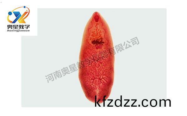 佈氏薑(jiang)片蟲裝(zhuang)片(pian)