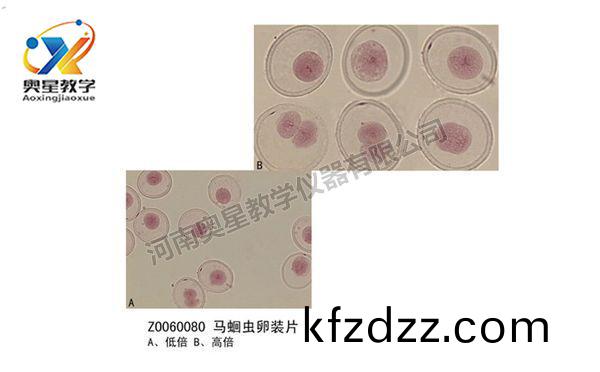 馬(ma)蜖(hui)蟲(chong)卵(luan)