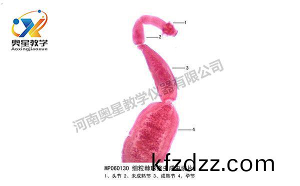 細粒棘毬縧(tao)蟲(chong)