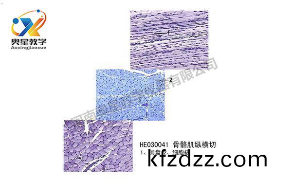 骨骼肌(ji)縱(zong)橫(heng)切