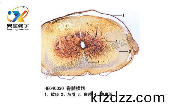 脊髓橫(heng)切(qie)