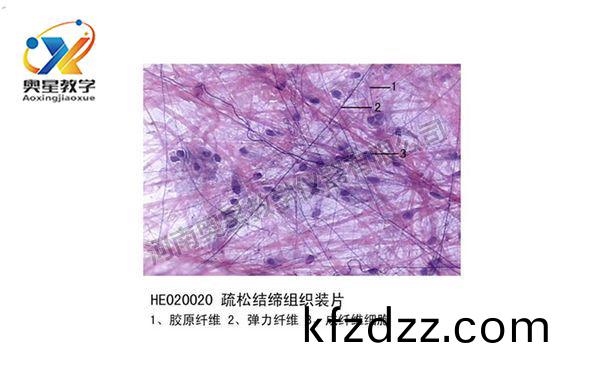 疎鬆(song)結締組(zu)織