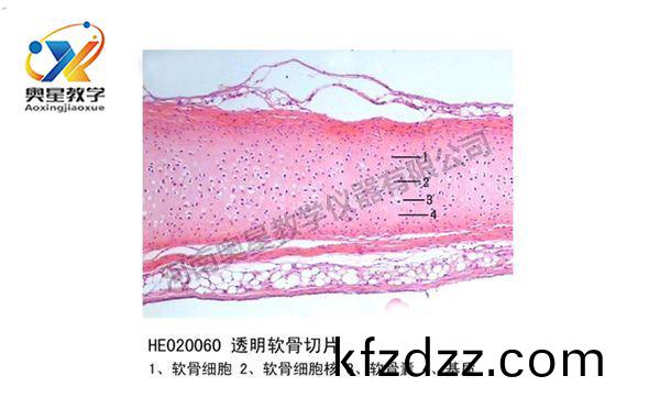 透(tou)明輭(ruan)骨