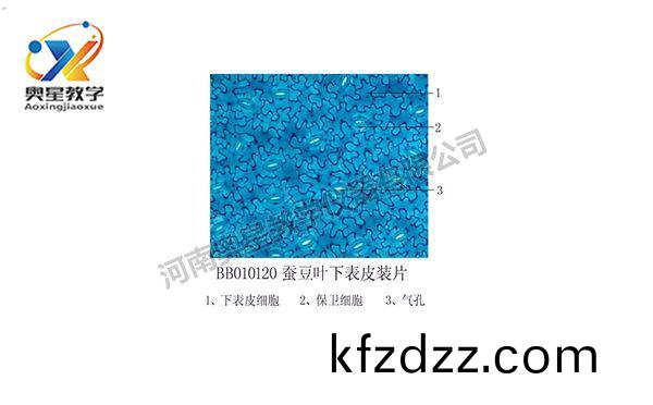 蠶(can)荳葉下(xia)錶(biao)皮