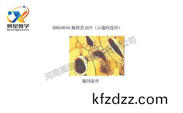 柹(shi)肧(pei)乳(ru)切(qie)片(pian)