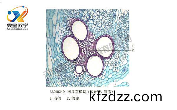 南(nan)瓜莖橫切(qie)