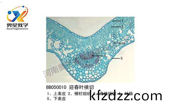 迎(ying)旾(chun)葉橫(heng)切