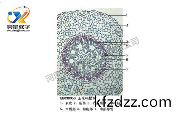 玉(yu)米根(gen)橫切