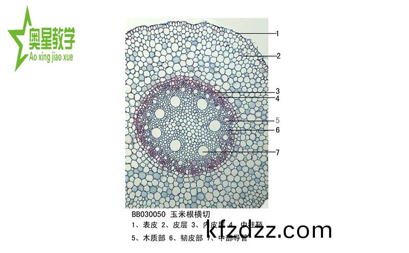 生(sheng)物切片的(de)註(zhu)意事項(xiang)