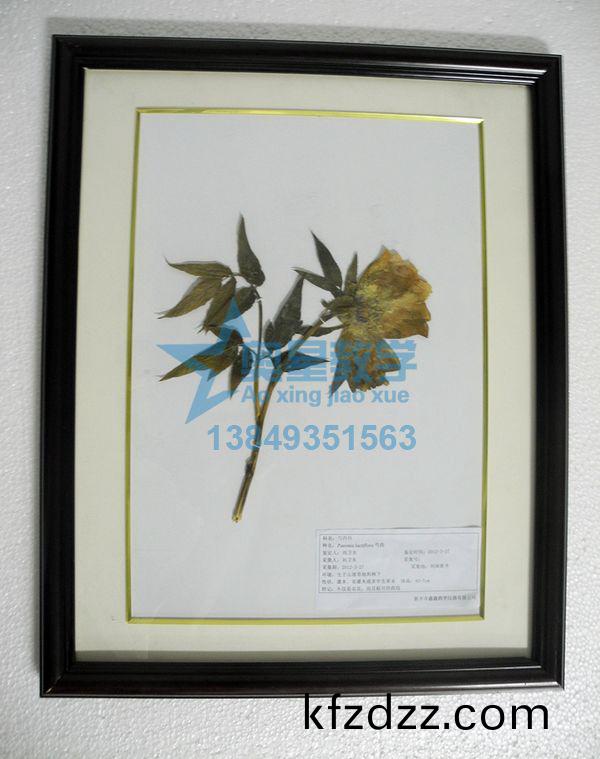 植(zhi)物(wu)學(xue)標(biao)本廠(chang)傢(jia)：製(zhi)作(zuo)植物(wu)標(biao)本要註意(yi)什麼(me)？