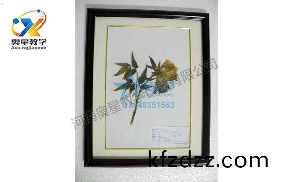 植物學(xue)標(biao)本廠(chang)傢：植物標(biao)本(ben)在(zai)教學(xue)中(zhong)的作(zuo)用