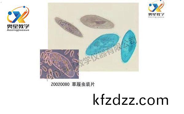 動(dong)物(wu)學(xue)切片(pian)