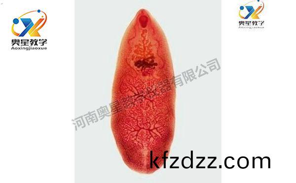 薑(jiang)片蟲(chong)裝(zhuang)片(pian)，寄生蟲學切(qie)片(pian)