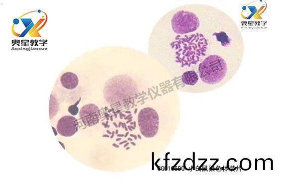 遺(yi)傳學切(qie)片(pian)