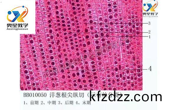 植物(wu)學切(qie)片(pian)