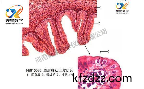 組織與肧胎學切片