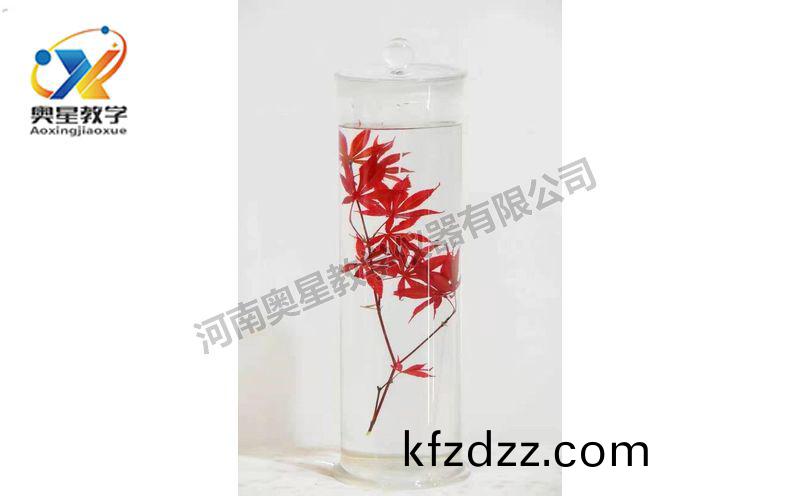 浸(jin)漬(zi)標本