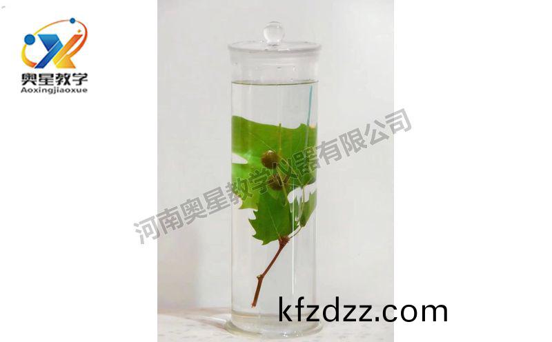 浸(jin)漬(zi)標本