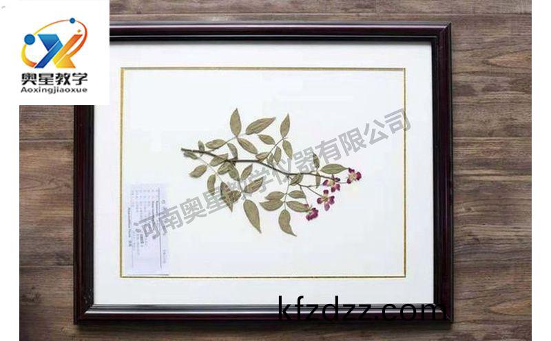 蠟葉(ye)標(biao)本(ben)