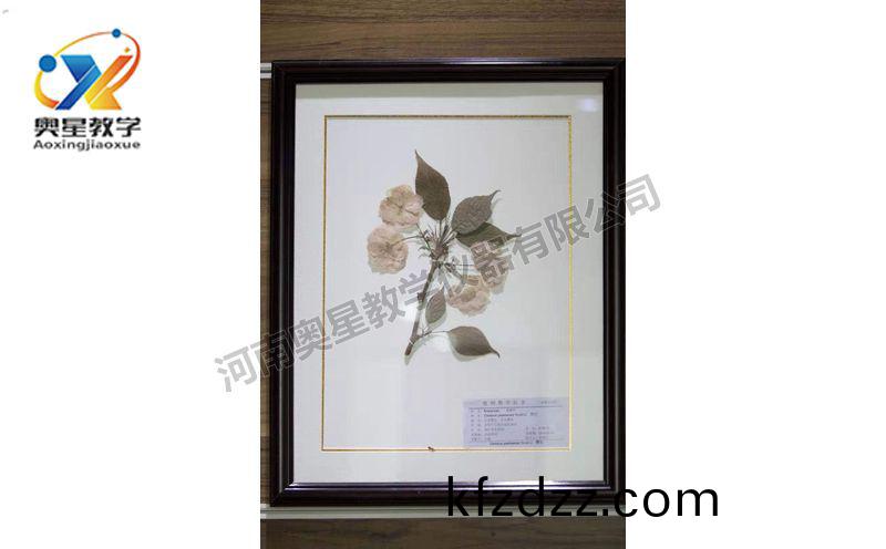 蠟葉標(biao)本(ben)