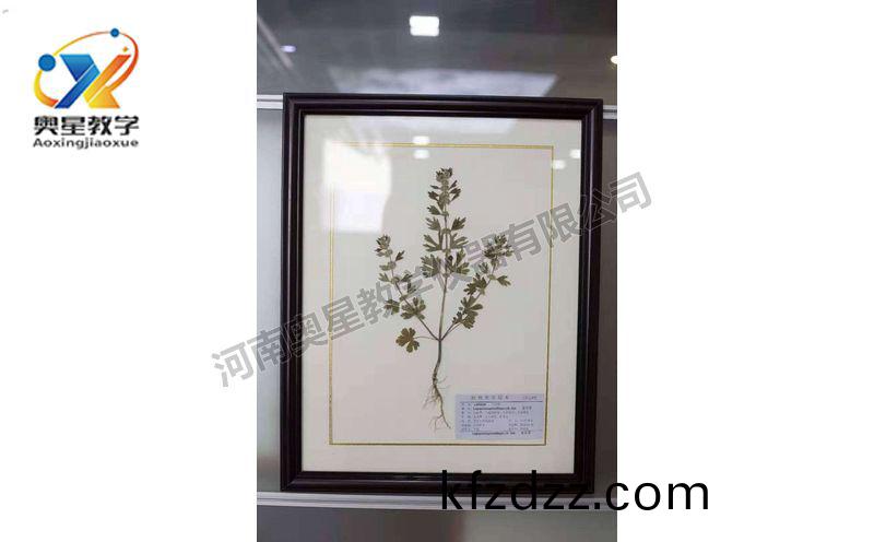 蠟葉標本(ben)