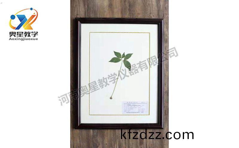 蠟葉標(biao)本(ben)