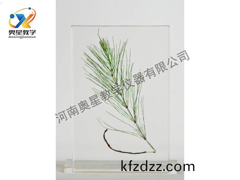 琥珀(po)標(biao)本(ben)