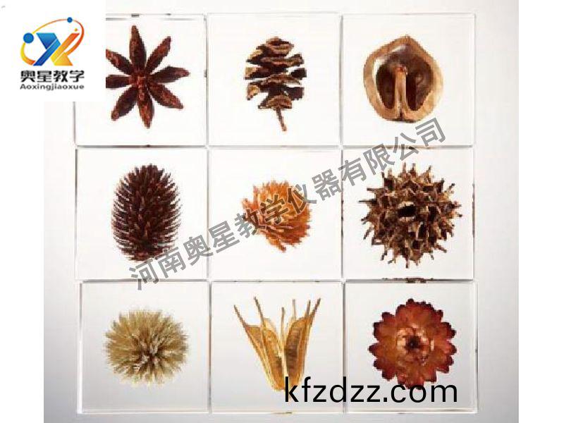 琥珀(po)標(biao)本(ben)