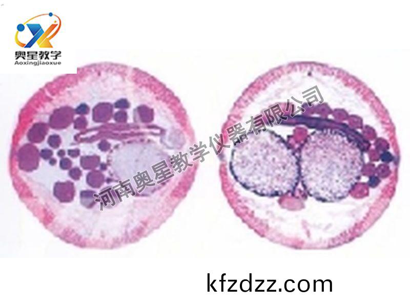 蜖蟲雌雄橫(heng)切原(yuan)圖