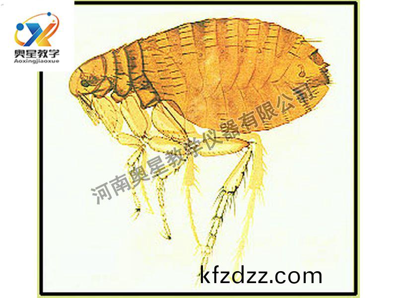 蚤成蟲裝(zhuang)片原圖