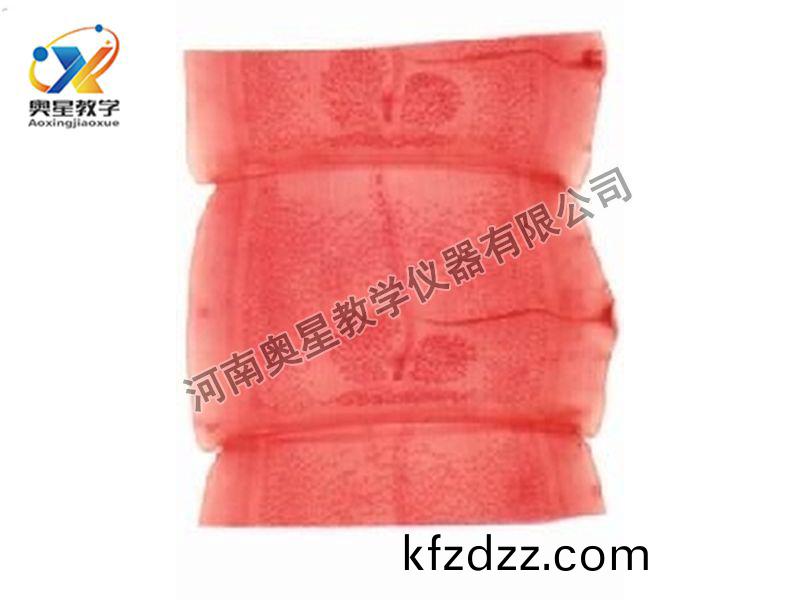 豬(zhu)帶(dai)縧蟲(chong)成(cheng)熟(shu)節原(yuan)圖(tu)