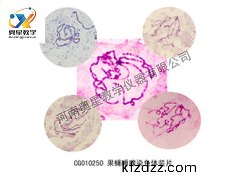 菓蠅唾(tuo)腺染色體(ti)