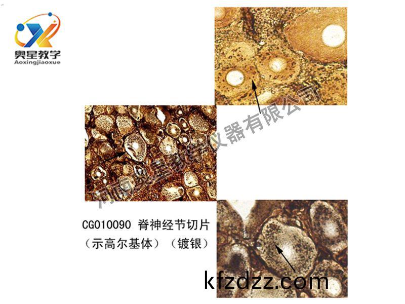 脊神(shen)經(jing)節(jie)切片(pian)