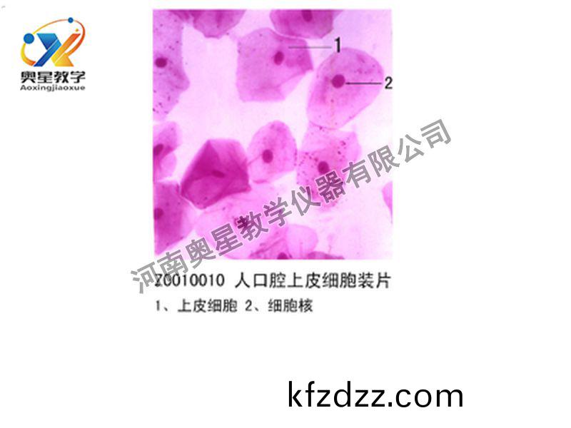 人(ren)口腔上皮細胞(bao)裝片(pian)