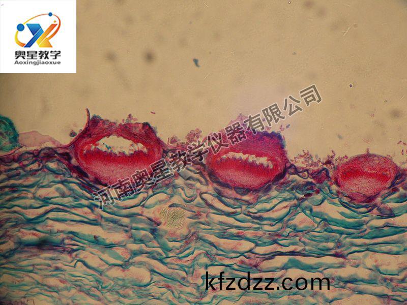 葡萄(tao)百(bai)腐(fu)