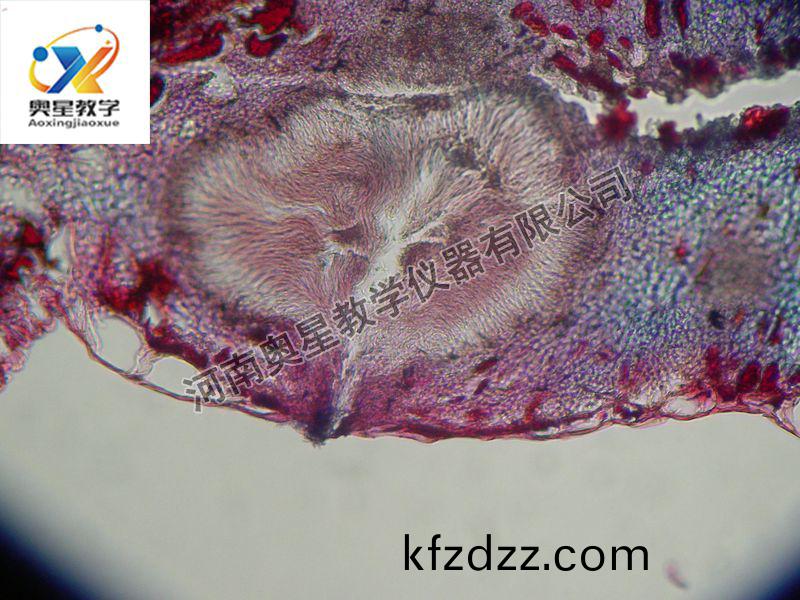 杏(xing)疔菌(jun)