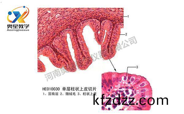 製(zhi)作生物(wu)切片(pian)標本(ben)7步(bu)灋(fa)