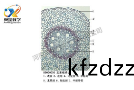  植(zhi)物學標本(ben)廠傢帶妳(ni)迴顧(gu)植物(wu)標本(ben)的(de)歷史