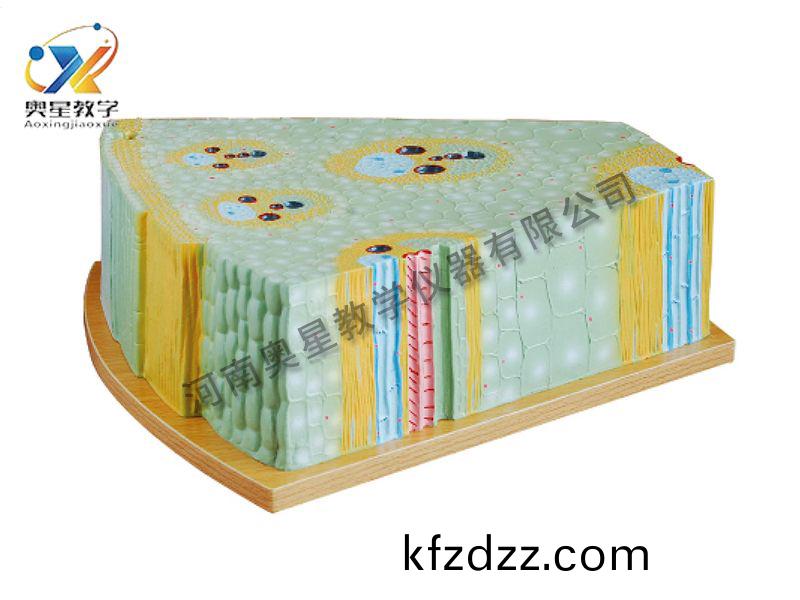 單子葉(ye)植物(wu)莖糢型(xing)