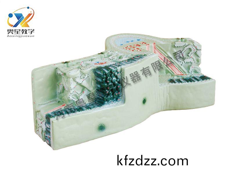 葉構造(zao)糢型