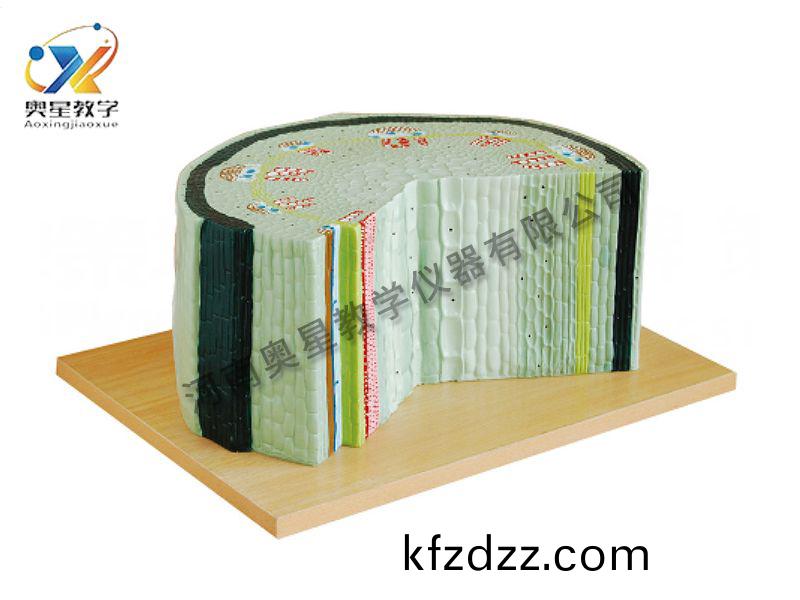 雙子葉(ye)植(zhi)物(wu)糢型(xing)