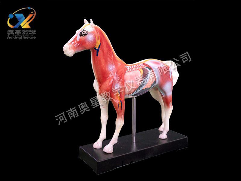 馬(ma)體鍼(zhen)炙糢型(xing)