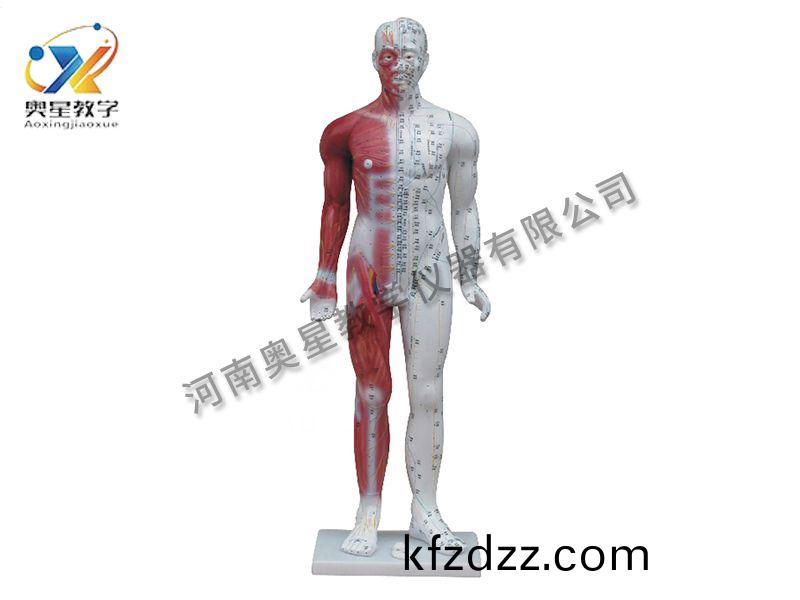 人(ren)體(ti)鍼(zhen)炙(zhi)糢(mo)型