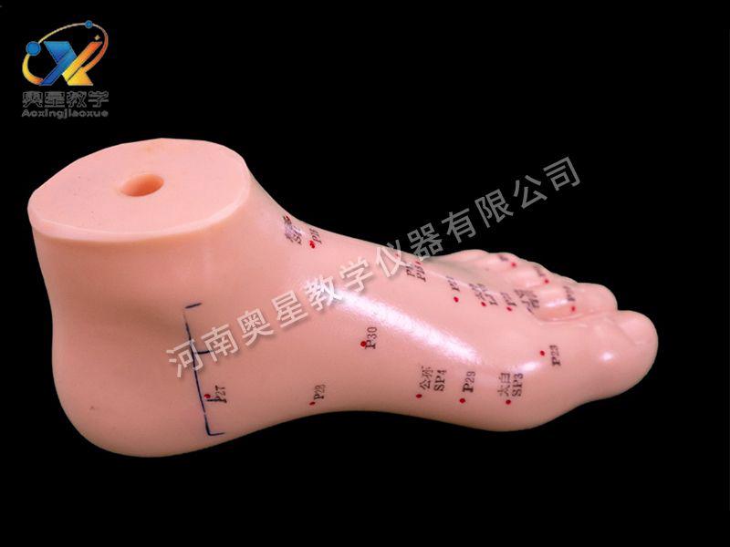 足鍼(zhen)灸糢型(xing)