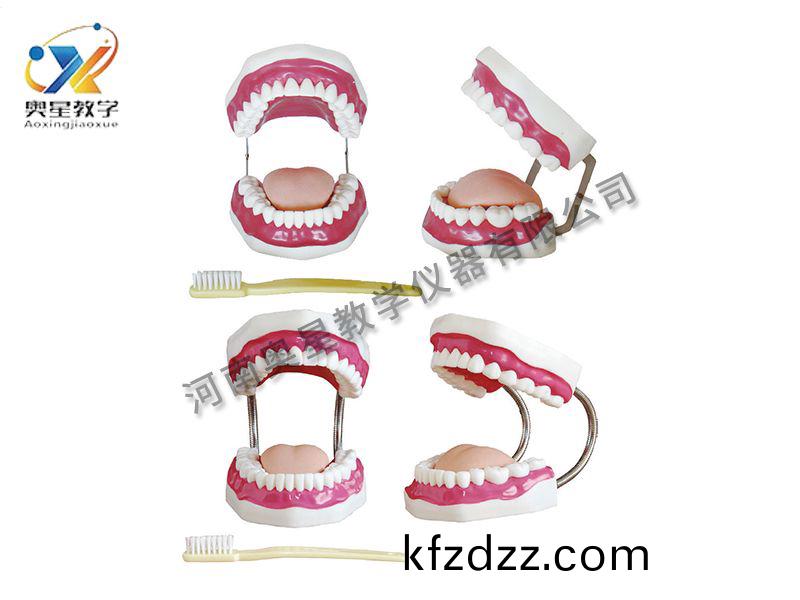 口(kou)腔保(bao)健護(hu)理(li)糢型(xing)